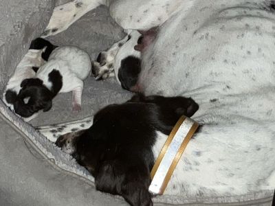 German Shorthair Puppies