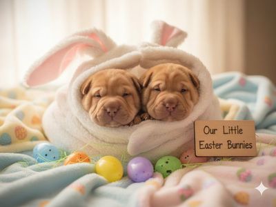 AKC registered Chinese Shar Pei Puppies