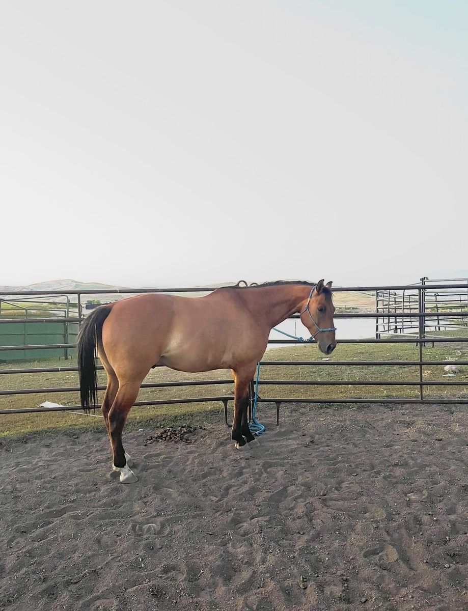 2018 Dun Grade Gelding - Well-Built & Healthy Horse