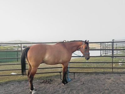2018 Dun Grade Gelding - Well-Built & Healthy Horse