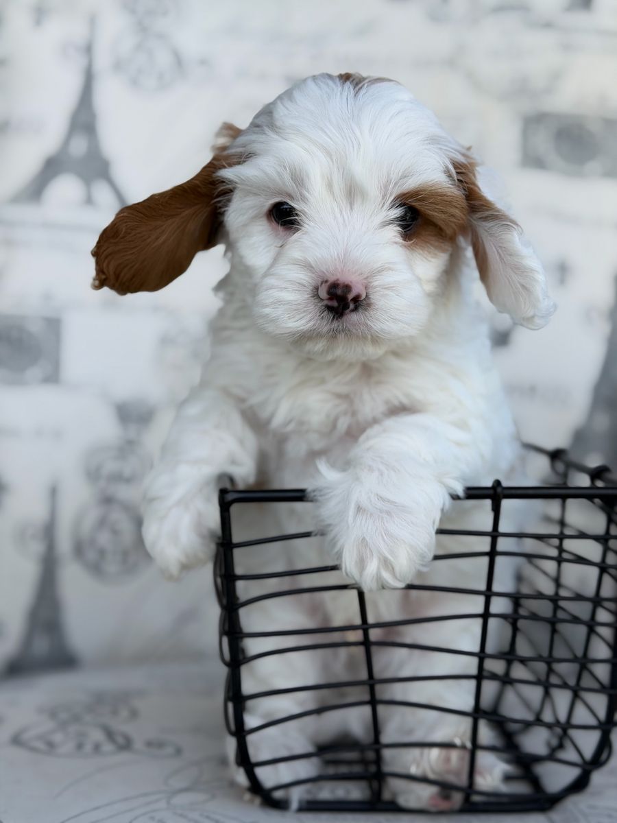 Special Price. This week only.  Snuggles – Easygoing Mini Cavapoo Ready for His Family