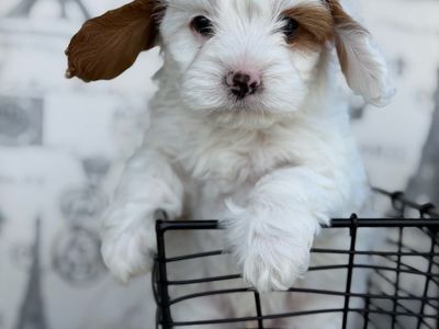 Special Price. This week only. Snuggles – Easygoing Mini Cavapoo Ready for His Family