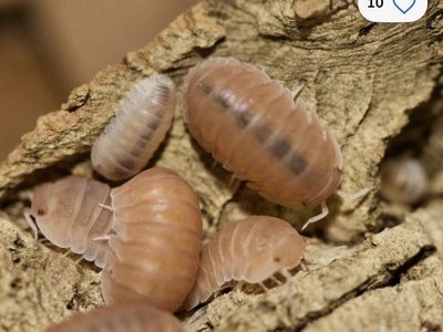 isopods starter cup $5