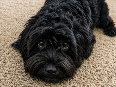 Loving Home Needed for Monty — Purebred Coton de Tuléar