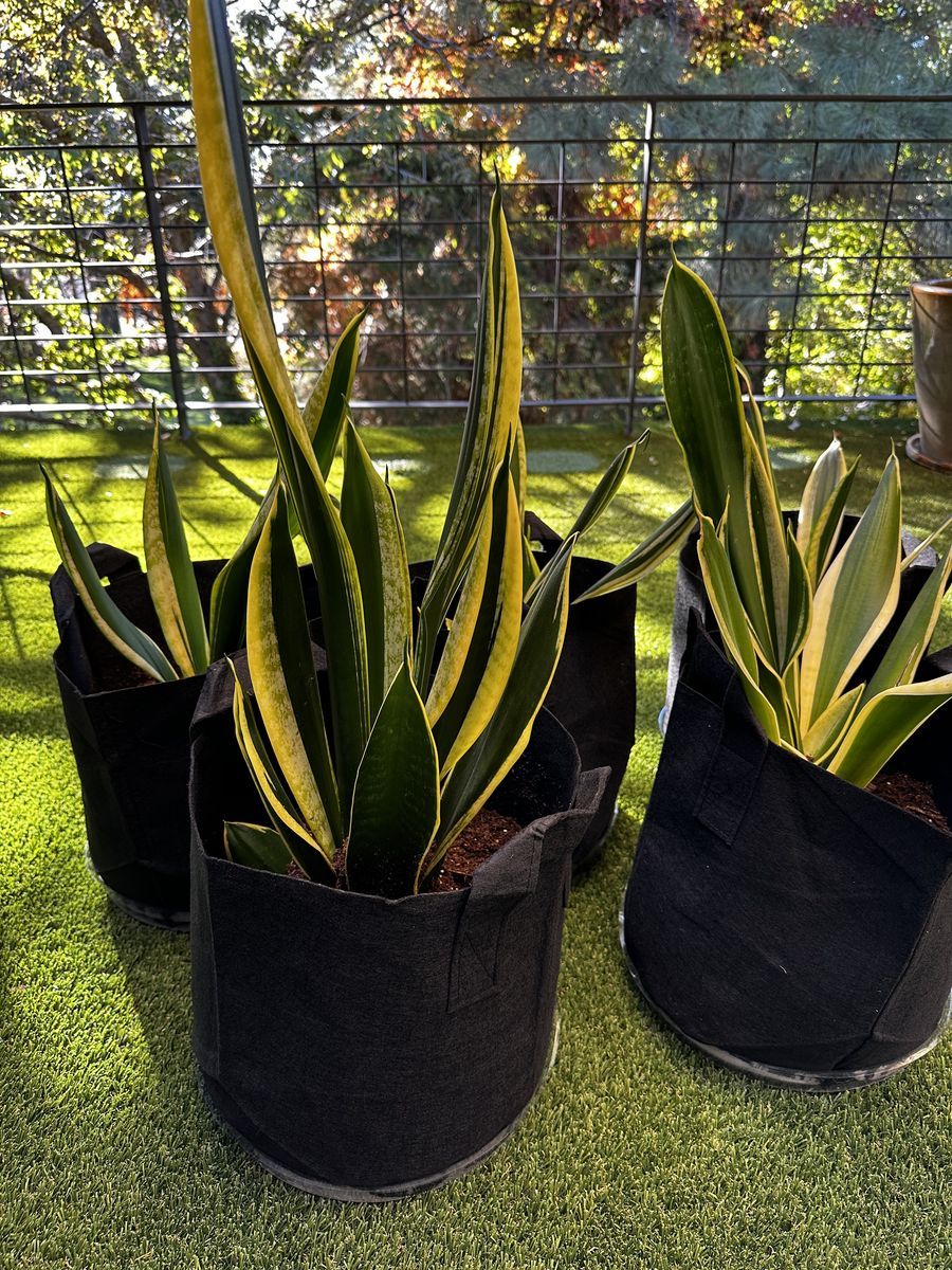 Live Snake Plants, Indoor green Plants $15-$20 house plants