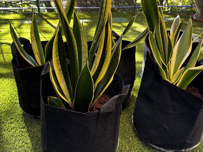 Live Snake Plants, Indoor green Plants $15-$20 house plants