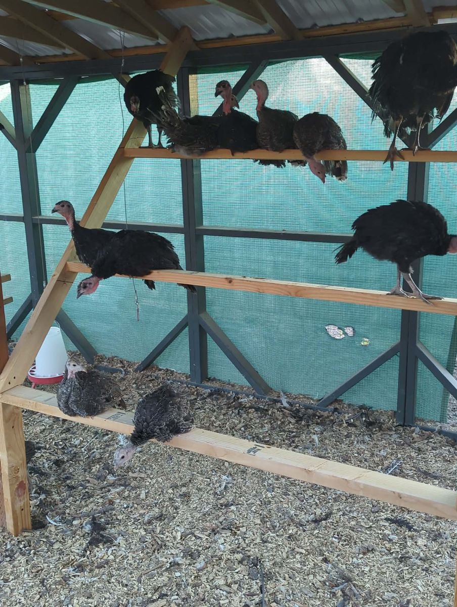 Heritage Turkeys