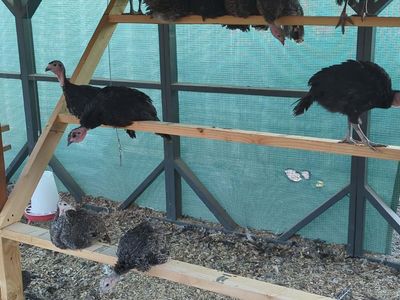 Heritage Turkeys