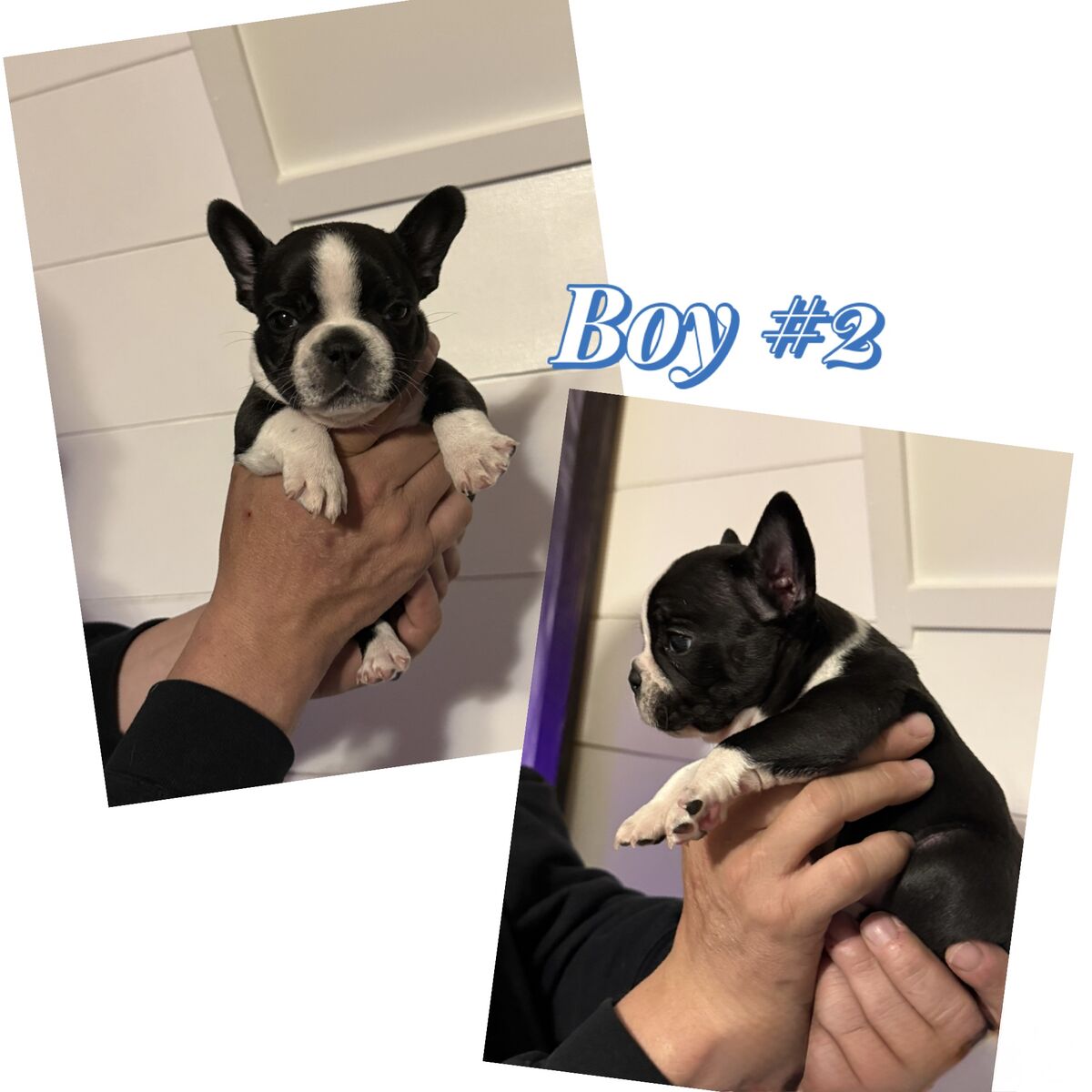 AKC Frenchie Male Puppies