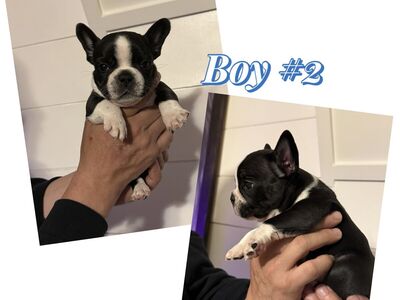 AKC Frenchie Male Puppies