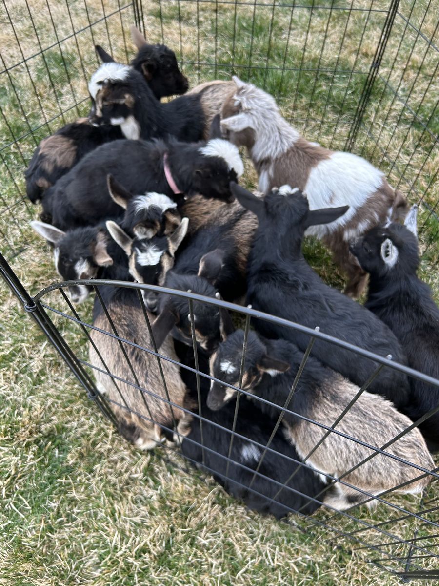 Nigirian Dwarf Cross Baby Goats