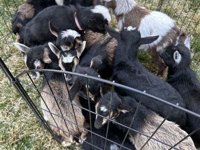 Nigirian Dwarf Cross Baby Goats