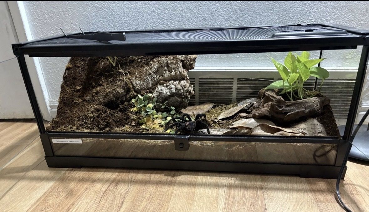 20 gallon terrarium 