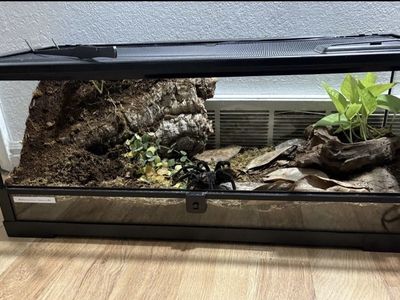 20 gallon terrarium