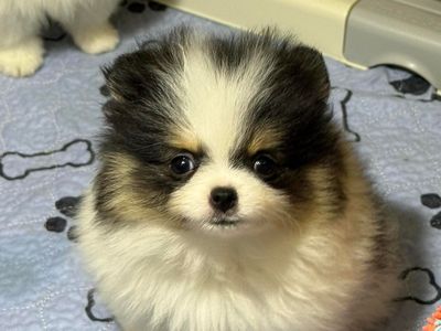 Multi Colored Party Pomeranian
