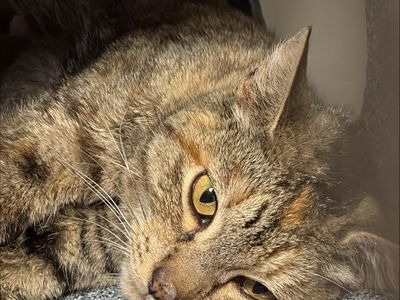 Hello my name is Windsor