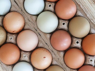 🥚 Fresh Backyard Eggs ($5 w/ Carton exchange)