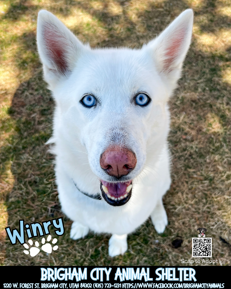 Winry Loving 4 Year Old Husky Needs Home