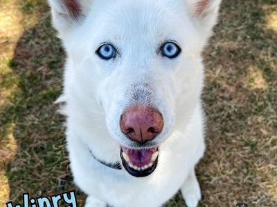 Winry Loving 4 Year Old Husky Needs Home