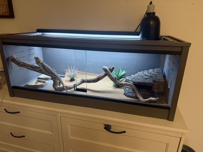 Bearded Dragon