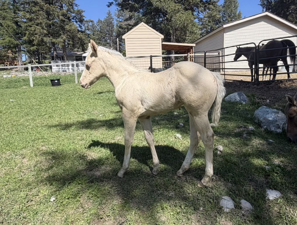 2026 AQHA Filly By HF mobster