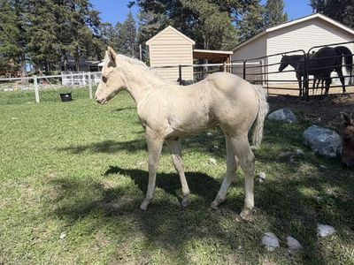 2026 AQHA Filly By HF mobster