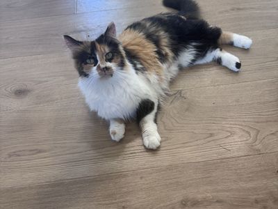 2 year old Purebred Siberian Cat for Guardianship