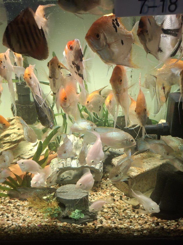 large beautiful angel fish