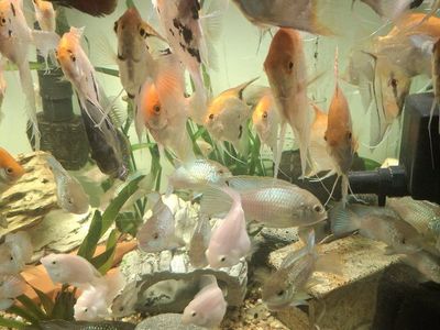 large beautiful angel fish