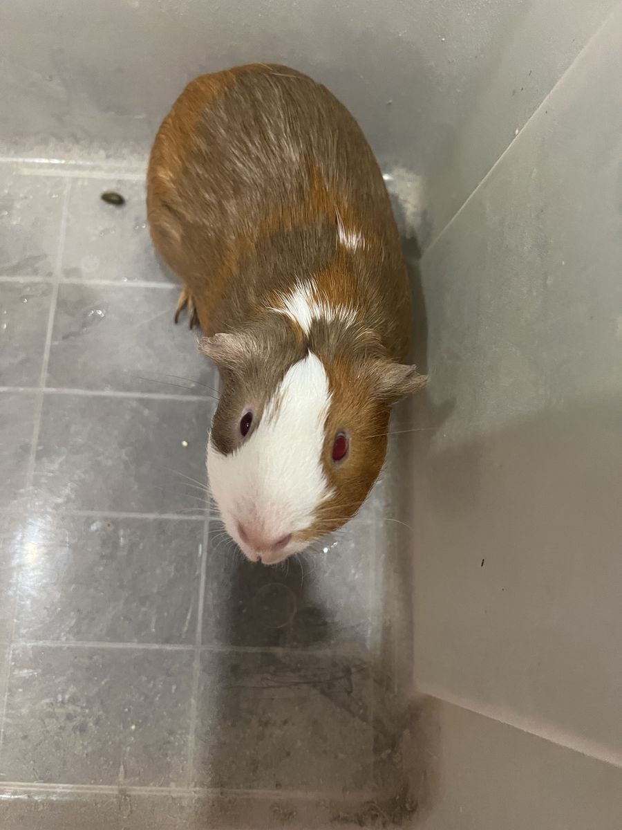 pig guiñe