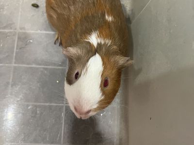 pig guiñe