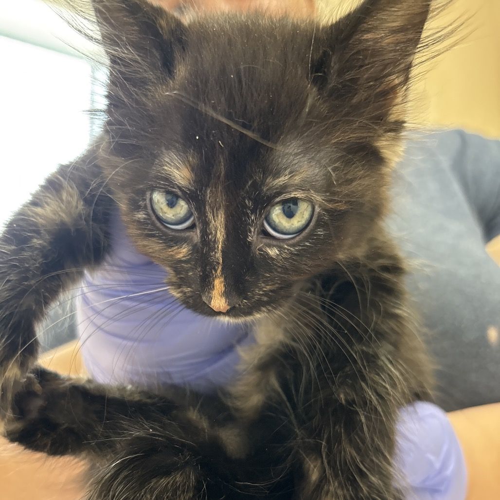 Hello my name is Bagel