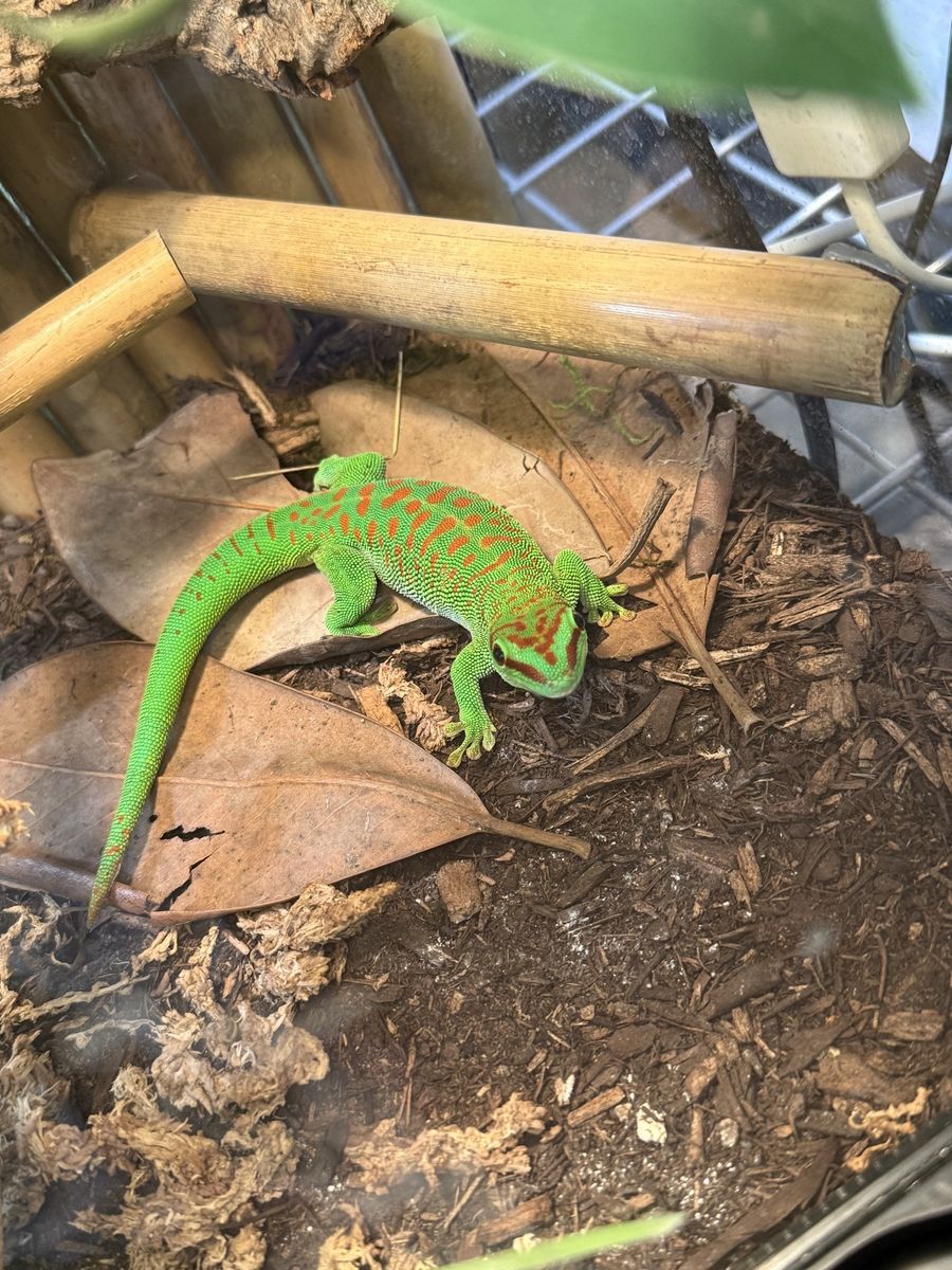 Giant Madagascar Day Gecko