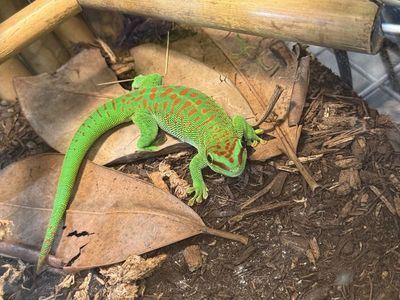 Giant Madagascar Day Gecko