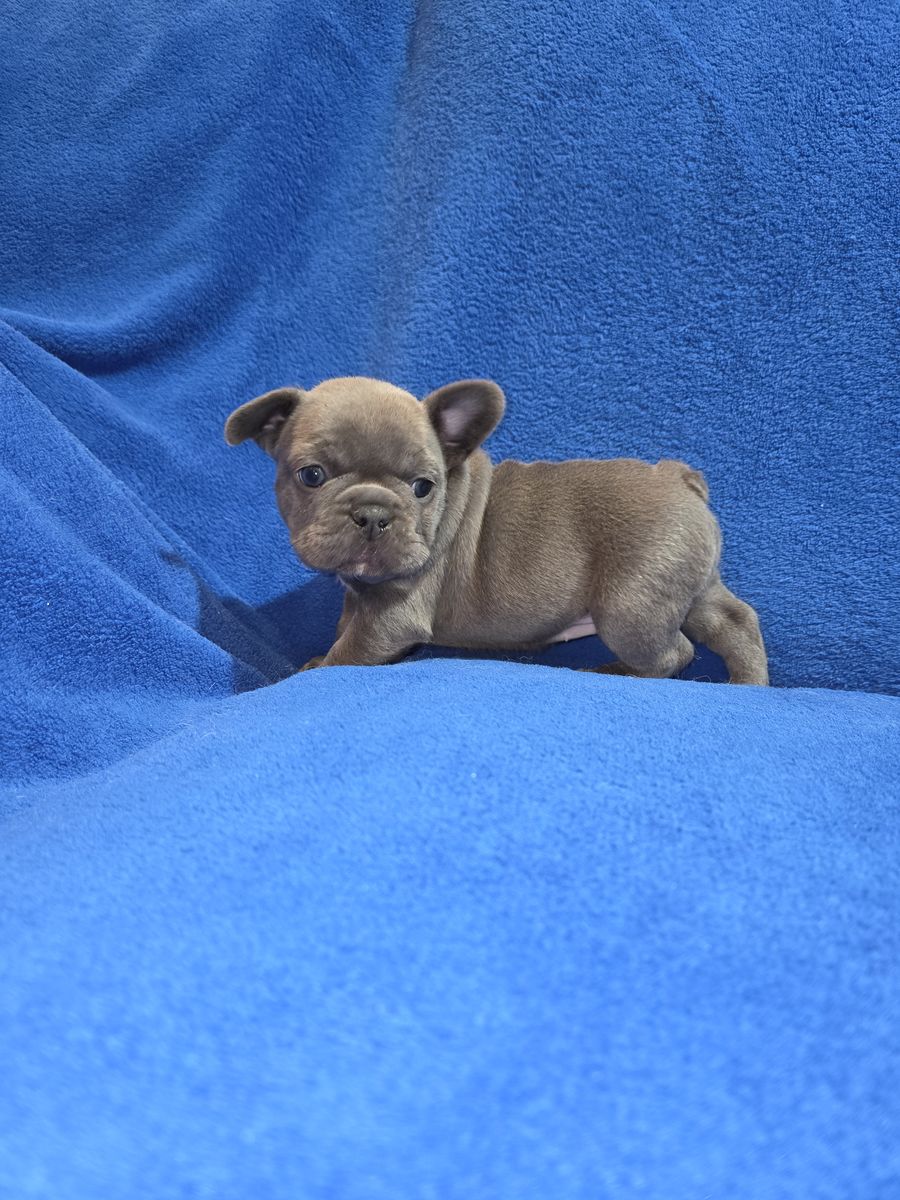 Blue French Bulldog Puppies Full AKC