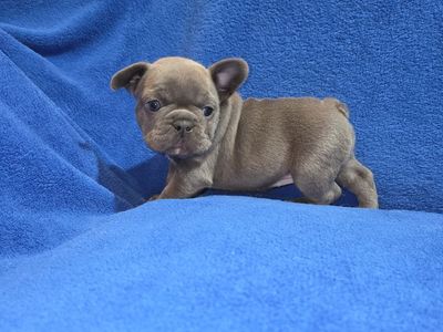 Blue French Bulldog Puppies Full AKC