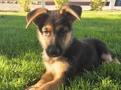 AKC German Shepherd Puppies
