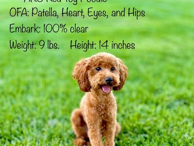 Red AKC Toy / Mini Poodle Stud 100% Clear Genetics