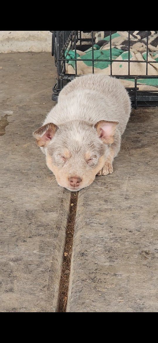 Australian Cattle Dog pups (heeler)