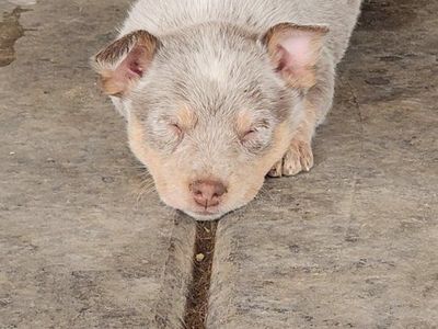 Australian Cattle Dog pups (heeler)