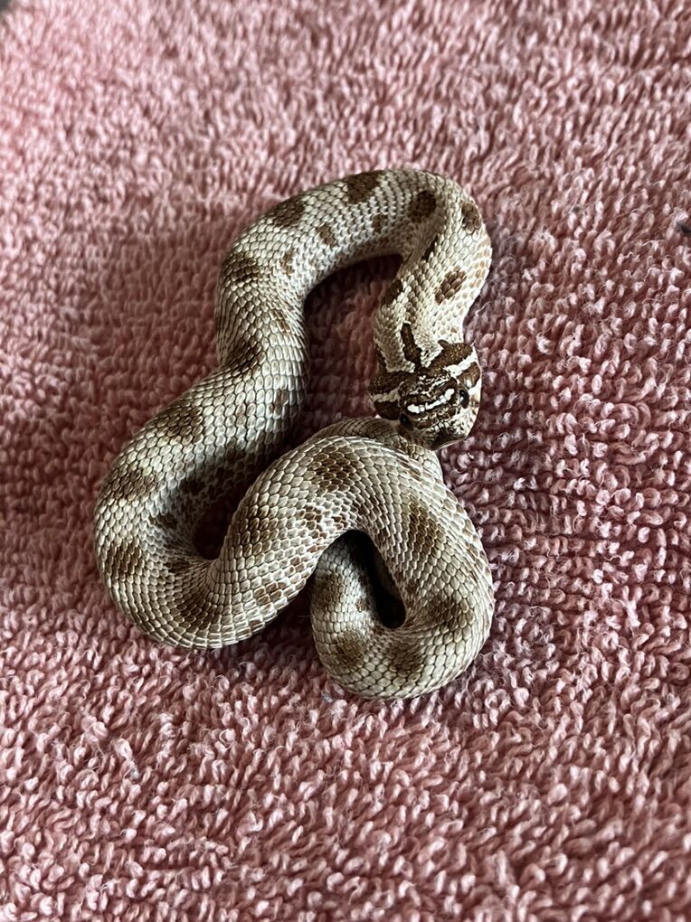 Baby Female Abaconda morph Hognose Snake