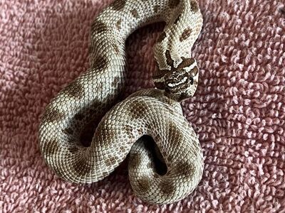 Baby Female Abaconda morph Hognose Snake
