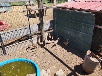 Pheasants - Flight pen ready