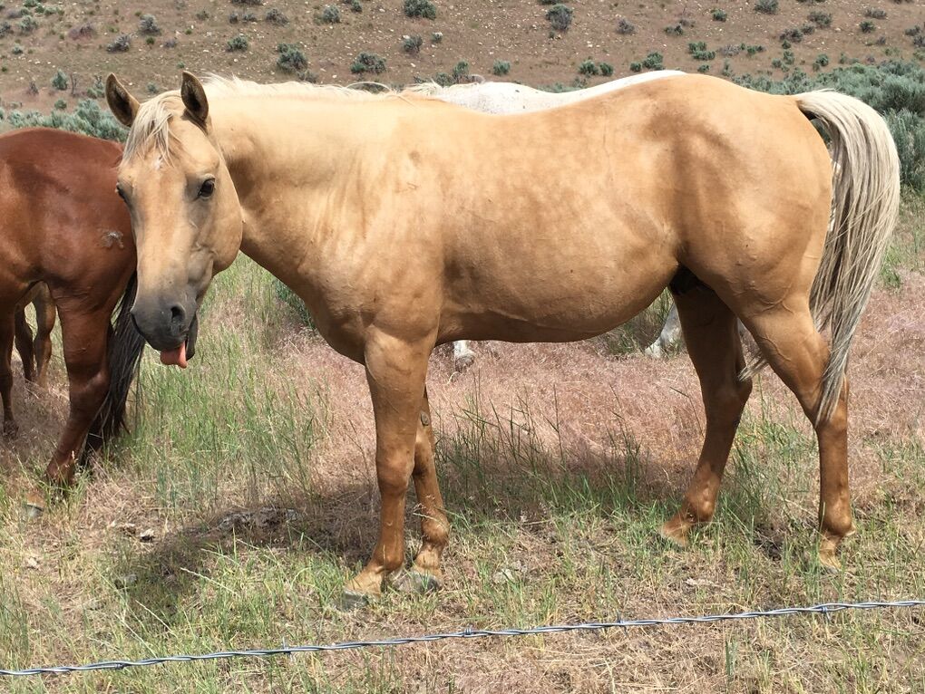 2012 AQHA Stud