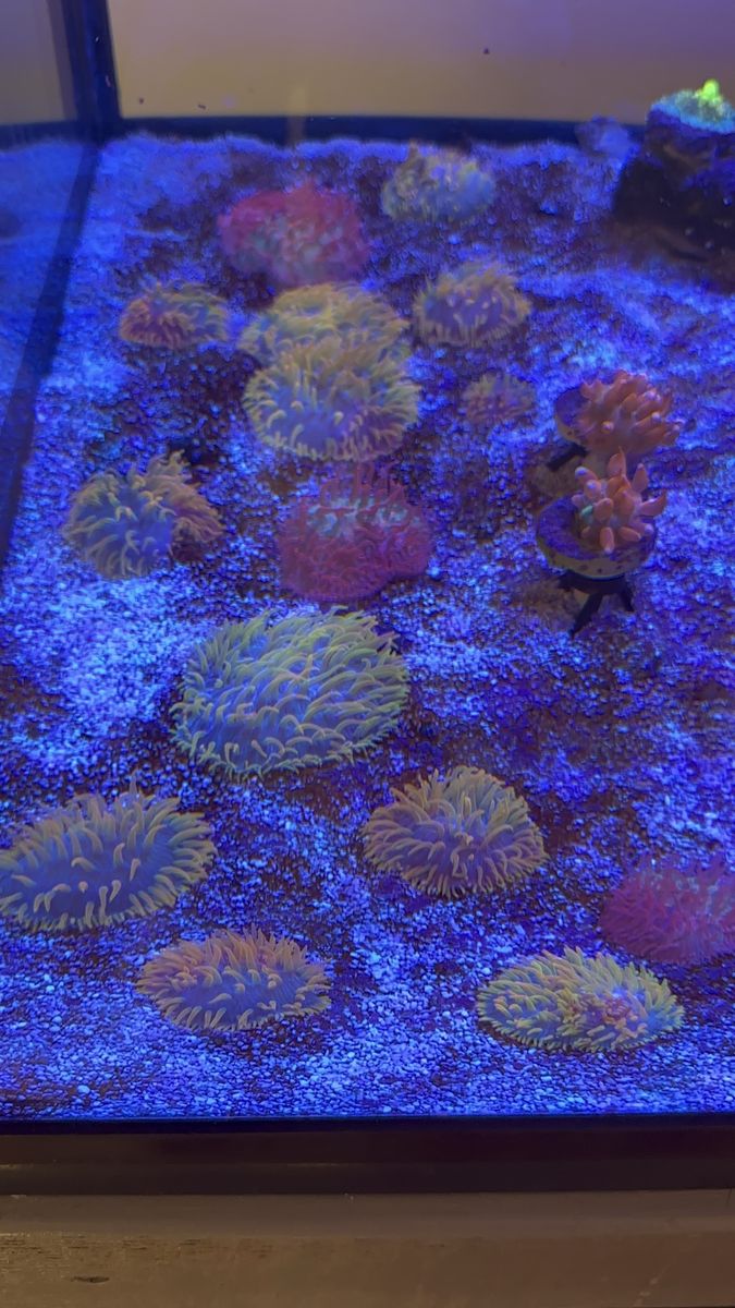 Tidal Gardens Insane Rainbow Diaseris Coral