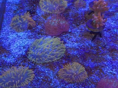 Tidal Gardens Insane Rainbow Diaseris Coral
