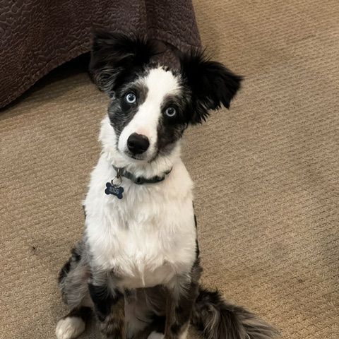 Handsome 4 year old Male Mini Austrailian Shepherd Looking for Loving Home