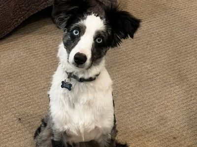 Handsome 4 year old Male Mini Austrailian Shepherd Looking for Loving Home