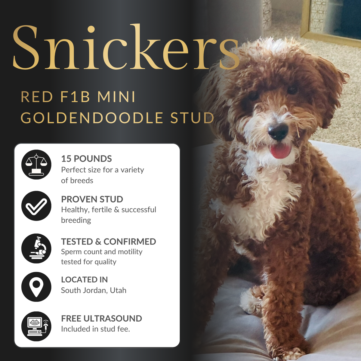 Red F1B Goldendoodle Stud Service – 14 lbs – Health Tested – Teddy Bear Puppies