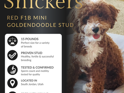 Red F1B Goldendoodle Stud Service – 14 lbs – Health Tested – Teddy Bear Puppies